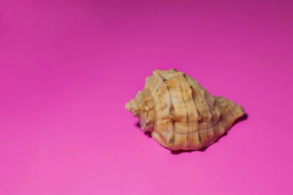 Seashells Fundo Rosa Conceito Mar — Fotografia de Stock
