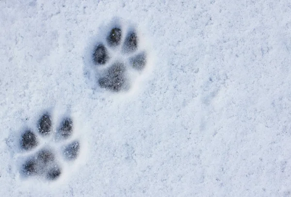 Empreintes Renards Patte Dans Neige Image Libre De Droit Par Yan C Bigmir Net C Empreintes Renards Patte Dans Neige Image Libre De Droit Par Yan C Bigmir Net C