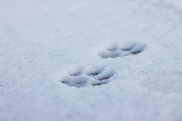 Empreintes Renards Patte Dans Neige Image Libre De Droit Par Yan C Bigmir Net C Empreintes Renards Patte Dans Neige Image Libre De Droit Par Yan C Bigmir Net C