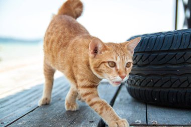 Bir bardak zencefil bir kedi. Kedi başından portresi.