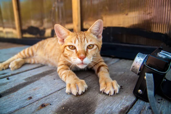 Ein Schuss Einer Ingwerkatze Porträt Des Katzenkopfes — Stockfoto