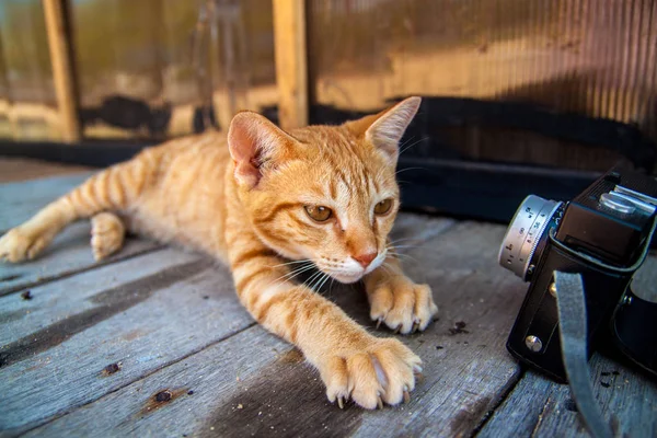 Bir Bardak Zencefil Bir Kedi Kedi Başından Portresi — Stok fotoğraf