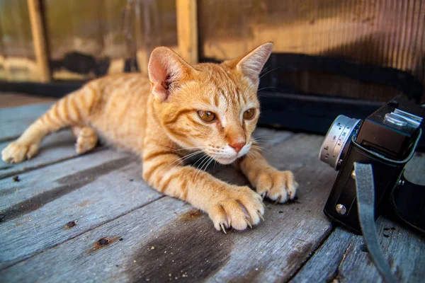 生姜猫のショット 猫頭の肖像画 — ストック写真