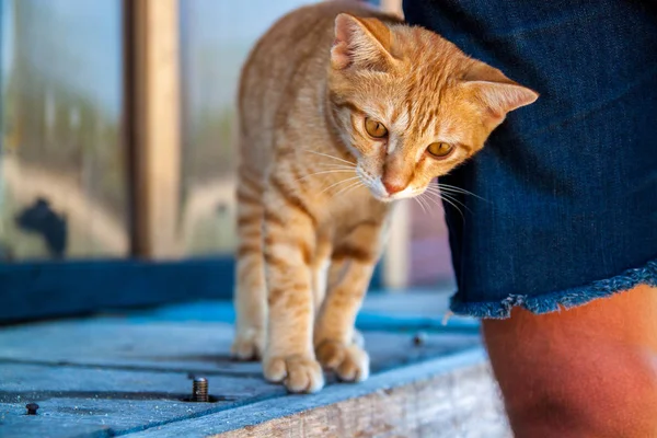 Ein Schuss Einer Ingwerkatze Porträt Des Katzenkopfes — Stockfoto