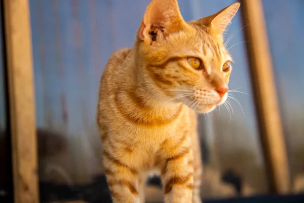 生姜猫のショット 猫頭の肖像画 — ストック写真