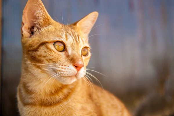 Shot Gato Gengibre Retrato Cabeça Gato — Fotografia de Stock