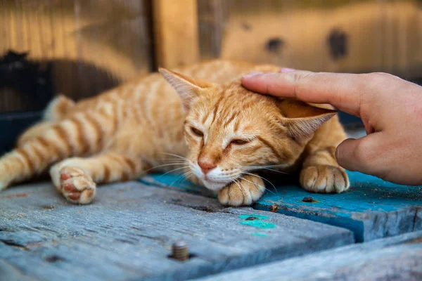 Ευτυχισμένος Μικρή Κόκκινη Γάτα Είναι Ικανοποιημένη Χέρι Χαϊδεύοντας — Φωτογραφία Αρχείου