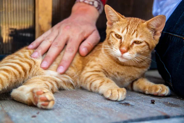 幸せな小さな赤い猫は満足して手をなでる — ストック写真