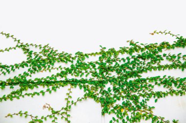 Yeşil yaprakları sınır. Ağaç yaprak çerçeve Ekle metin için kopya yer beyaz zemin üzerine izole.