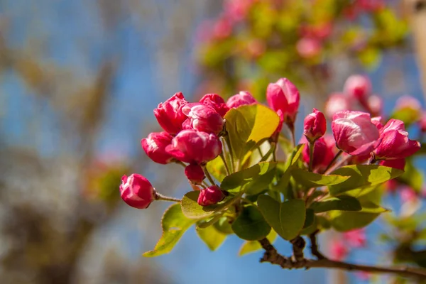 Erken Bahar Gür Sakura Ağacı Defocused Kopya Alanı Ile Manzara — Stok fotoğraf