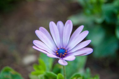 Güzel bir kadar baharda tutulan çiçek yatak bahçesinde güzel bitkiler. Her şey güzel ve parlak renklerle çiçeklenme.