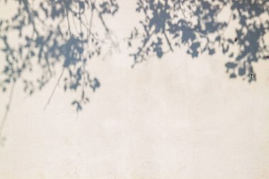  Kopya alanı ile Duvar Doğal Soyut Arka Plan Üzerinde Ağaç Gölge Şubesi. 