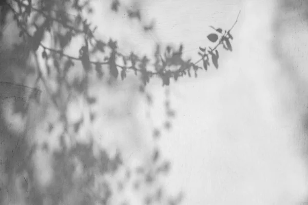 Větev Stínování Stromu Zdi Přírodní Abstraktní Pozadí Prostorem Pro Kopírování — Stock fotografie
