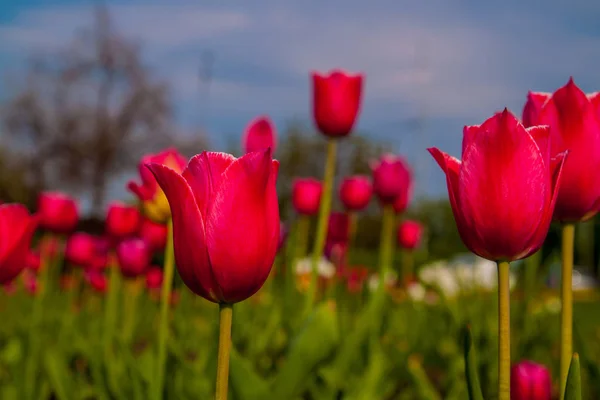 Tulipano Rosa Fiore Sfondo Con Cielo Blu Usarlo Concetto Primavera — Foto Stock