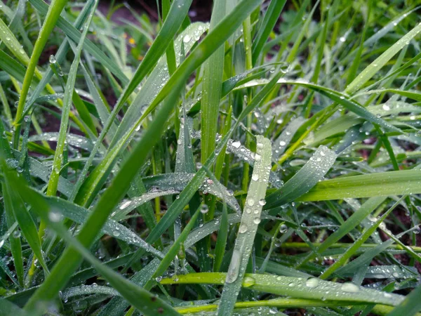 Erba Fresca Verde Con Gocce Rugiada Primo Piano Concentrati Sfondo — Foto Stock