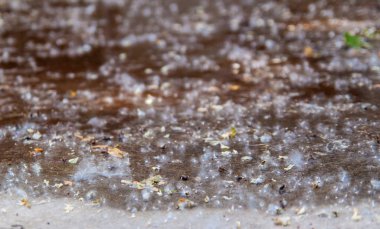 Kavak kabartma yakın çekim. Doğal arka plan - Asfalt üzerinde kavak kabartmak.