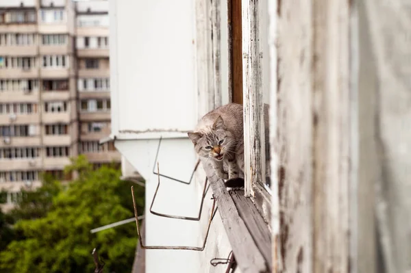 Kleine Katze Fenster Tabby Katze Holzfenster Die Süße Katze Fenster — Stockfoto