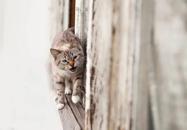 Gatinho Janela Gato Tabby Janela Madeira Gato Bonito Janela Olhando — Fotografia de Stock