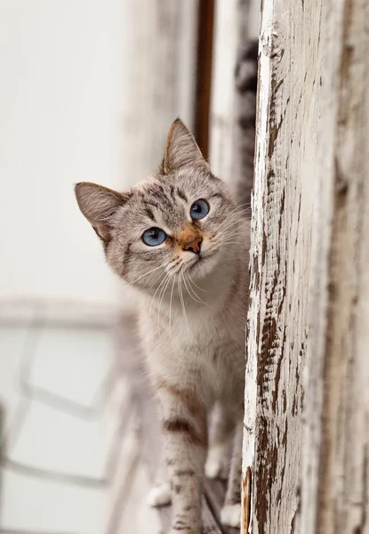 little cat on window. tabby cat on wooden window / the cute cat on the window looking at camera.