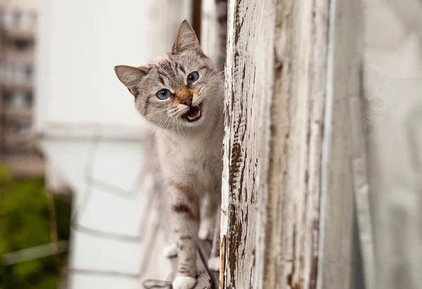Маленькая Кошка Окне Кошка Деревянном Окне Симпатичная Кошка Окне Смотрящая — стоковое фото