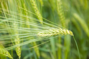 kulak buğday alan zemin üzerine yeşil buğday.