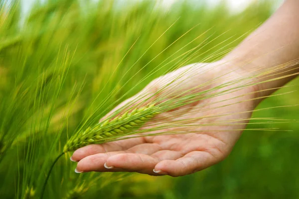hand holding wheat in green field, closeup. Woman hand touch weed in wheat field. Young green wheat corns growing in a field.