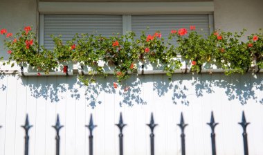 Gölge bir pencerenin yanında beyaz pot üzerinde renkli çiçekler. Beyaz arka planda bir gölge ile çiçek.