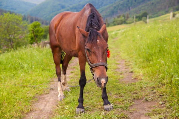 Ein Braunes Pferd Auf Einem Feld Auf Einem Schönen Berg — Stockfoto
