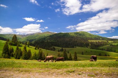 güzel yaz dağ manzarası - Karpatlar.