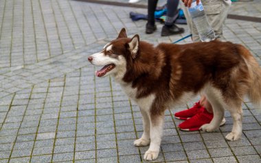 Bir gülümseme ve dilini dışarı asılı olan kırmızı Husky köpek.