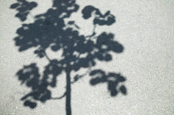 Asphaltbelag Mit Dem Schatten Der Äste Einem Sonnigen Tag Aus — Stockfoto