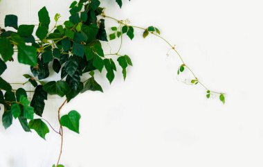 Beyaz duvarda genç yeşil yaprakları, spazm kopya.