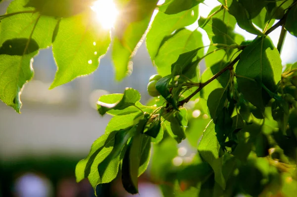 Güneş Işığında Parlayan Akçaağaç Ağacının Güzel Yaprakları — Stok fotoğraf