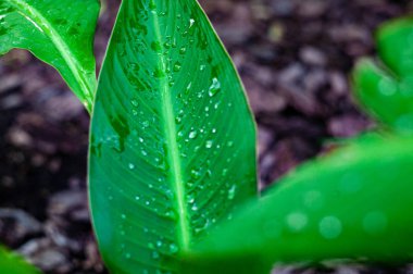 Yağmurdan Sonra Yapraklarda Çiy. Damla.