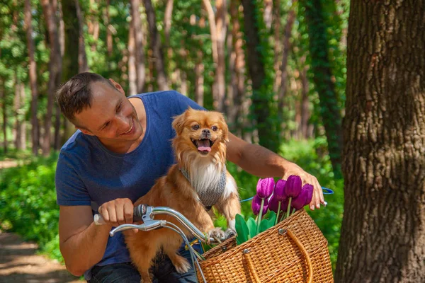 Happy man on bike with his dog in basket and tulips in the park.