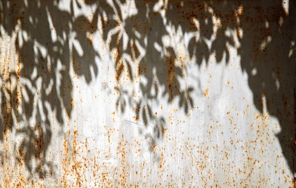 Abstract Shadow Background Natural Leaves Tree Branch Falling Window — Stock Photo, Image