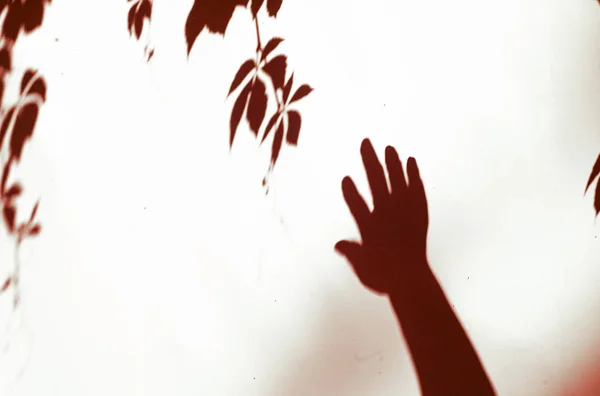 Őszi Koncepció Háttér Árnyék Kéz Színes Levelei Egy Gyönyörű Növény — Stock Fotó
