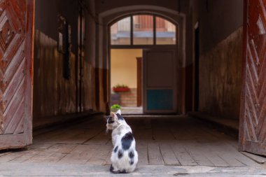 Şehirde eski bir caddenin ortasında oturan komik kedi.