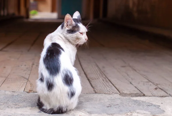 Gato Engraçado Sentado Meio Uma Rua Velha Cidade — Fotografia de Stock