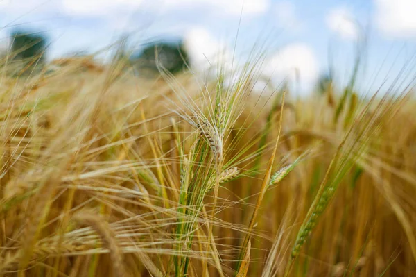 Rural Countryside Road Wheat Field Campo Cebada Amarilla Verano Temporada — Foto de Stock