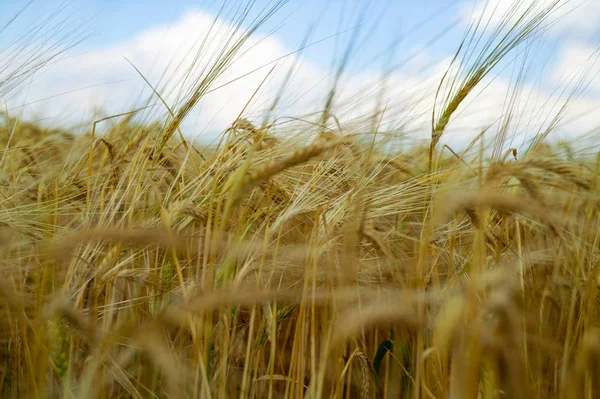 Rural Countryside Road Wheat Field Campo Cebada Amarilla Verano Temporada — Foto de Stock