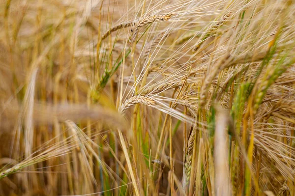 Rural Countryside Road Wheat Field Campo Cebada Amarilla Verano Temporada — Foto de Stock