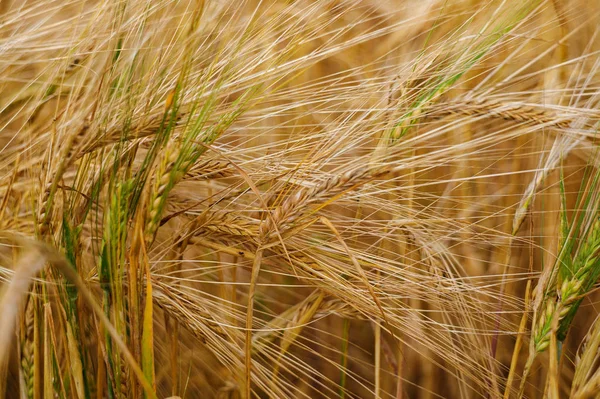 Rural Countryside Road Wheat Field Campo Cebada Amarilla Verano Temporada — Foto de Stock