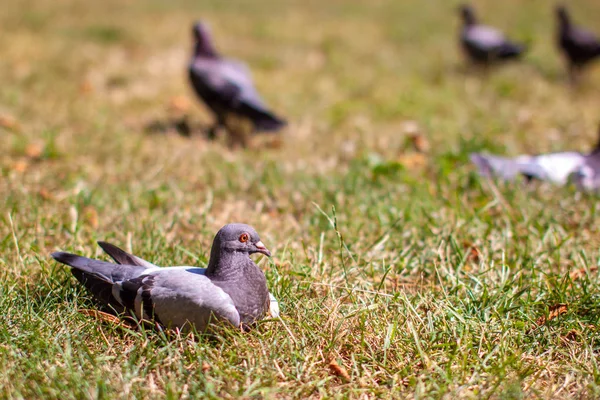 Gros Plan Pigeon Coloré Sur Herbe — Photo