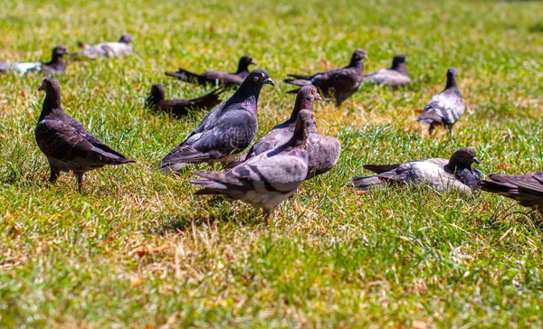 Close Colorful Pigeons Grass — Stock Photo, Image