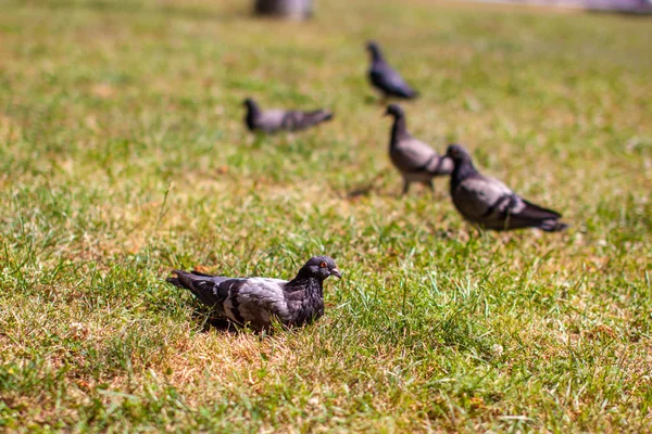 Close Van Een Kleurrijke Duiven Het Gras — Stockfoto