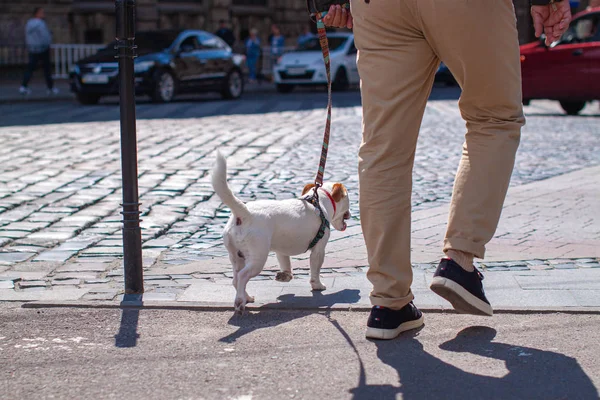 男の足と安全な道路横断を待っている犬 市では毎日 — ストック写真