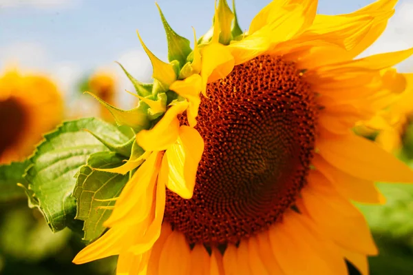 Parlak sarı bloomng ayçiçekleri alanı güneşli yaz gün.