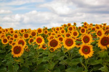 Parlak sarı bloomng ayçiçekleri alanı güneşli yaz gün.