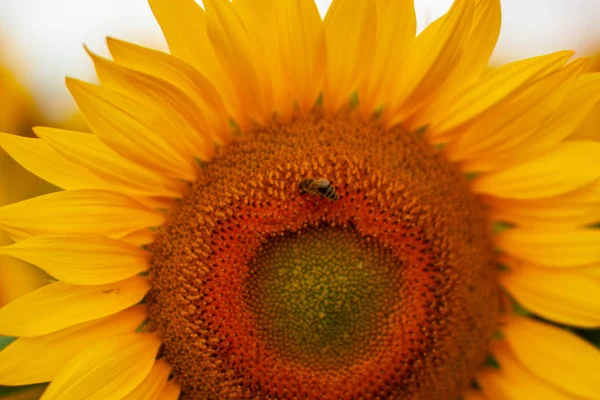 明亮的黄色 Bloomng 向日葵田间在阳光灿烂的夏天的一天 — 图库照片